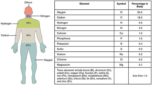 Basic elements of the human body